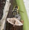 Megachile centuncularis